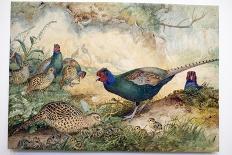 Japanese Pheasants, 1865-Joseph Wolf-Giclee Print
