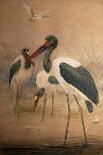 Saddle-Billed Stork (Xenorhynchus Senegalensis), 1856-67-Joseph Wolf-Giclee Print