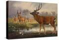 Stretched Canvas Print