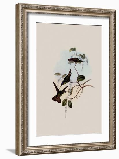 Josephine's Hummingbird, Chrysuronia Josephin?-John Gould-Framed Giclee Print