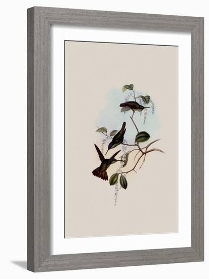 Josephine's Hummingbird, Chrysuronia Josephin?-John Gould-Framed Giclee Print