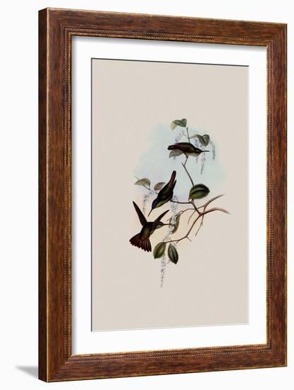 Josephine's Hummingbird, Chrysuronia Josephin?-John Gould-Framed Giclee Print