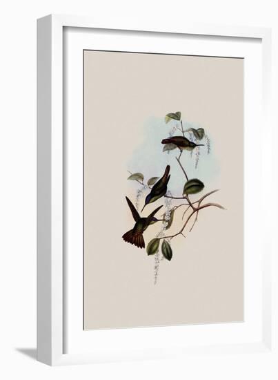 Josephine's Hummingbird, Chrysuronia Josephin?-John Gould-Framed Giclee Print