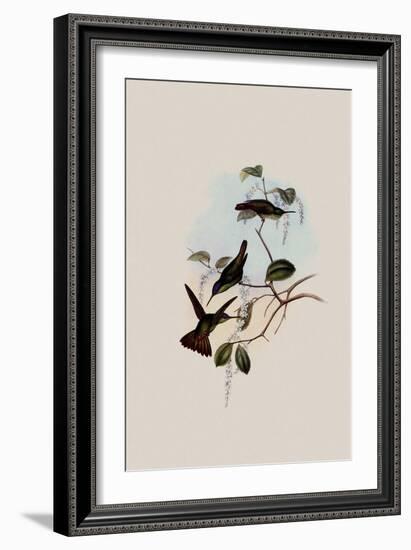 Josephine's Hummingbird, Chrysuronia Josephin?-John Gould-Framed Giclee Print