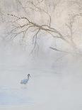 Hooded Crane Walks Through a Cold River under Hoarfrost-Covered Trees, Tsurui, Hokkaido, Japan-Josh Anon-Photographic Print