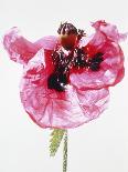 Red poppy blossom-Josh Westrich-Framed Photographic Print