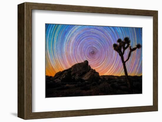 joshua-tree-1-Lincoln Harrison-Framed Photo