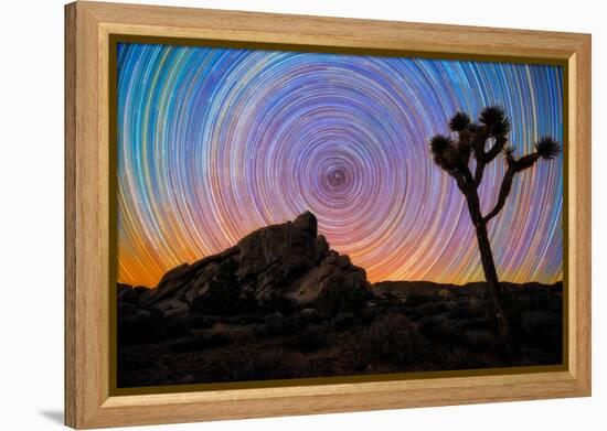 joshua-tree-1-Lincoln Harrison-Framed Stretched Canvas