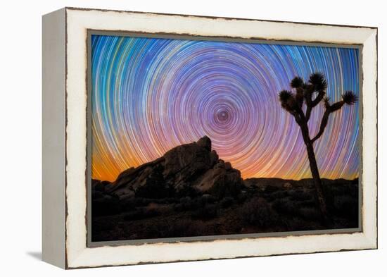 joshua-tree-1-Lincoln Harrison-Framed Stretched Canvas