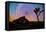 joshua-tree-1-Lincoln Harrison-Framed Stretched Canvas