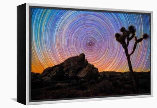 joshua-tree-1-Lincoln Harrison-Framed Stretched Canvas