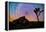 joshua-tree-1-Lincoln Harrison-Framed Stretched Canvas