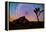 joshua-tree-1-Lincoln Harrison-Framed Stretched Canvas