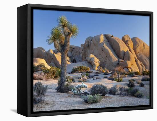 Joshua Tree and Boulder Formation, Joshua Tree NP, California, USA-Jaynes Gallery-Framed Premier Image Canvas