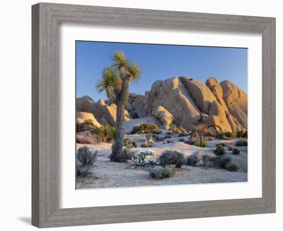 Joshua Tree and Boulder Formation, Joshua Tree NP, California, USA-Jaynes Gallery-Framed Photographic Print