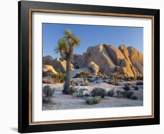 Joshua Tree and Boulder Formation, Joshua Tree NP, California, USA-Jaynes Gallery-Framed Photographic Print