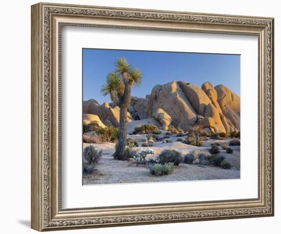 Joshua Tree and Boulder Formation, Joshua Tree NP, California, USA-Jaynes Gallery-Framed Photographic Print