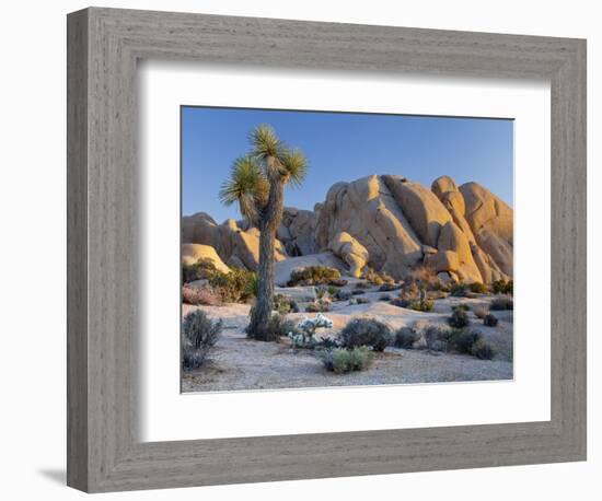 Joshua Tree and Boulder Formation, Joshua Tree NP, California, USA-Jaynes Gallery-Framed Photographic Print