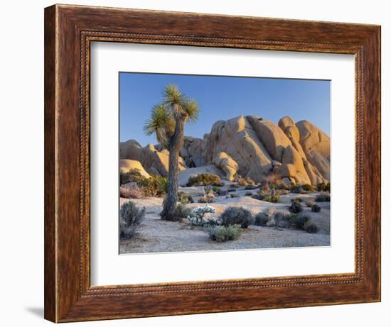 Joshua Tree and Boulder Formation, Joshua Tree NP, California, USA-Jaynes Gallery-Framed Photographic Print