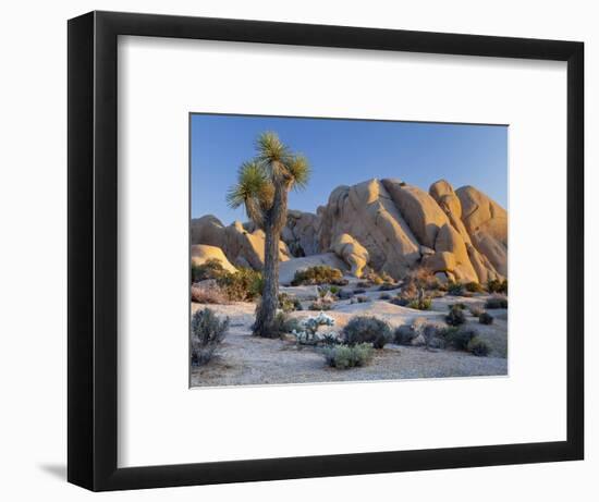 Joshua Tree and Boulder Formation, Joshua Tree NP, California, USA-Jaynes Gallery-Framed Photographic Print