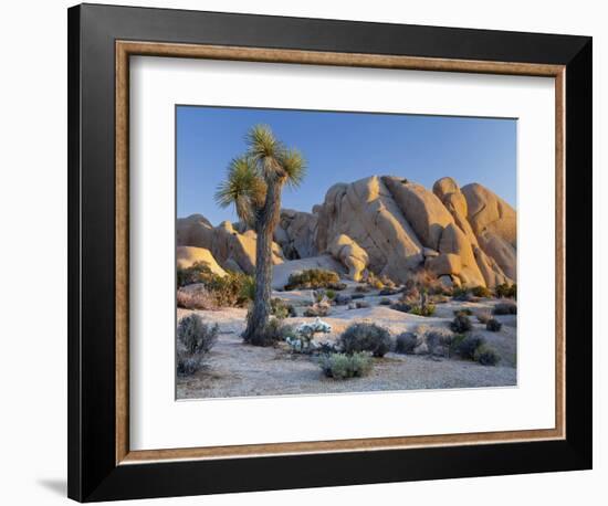 Joshua Tree and Boulder Formation, Joshua Tree NP, California, USA-Jaynes Gallery-Framed Photographic Print