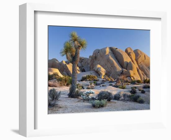 Joshua Tree and Boulder Formation, Joshua Tree NP, California, USA-Jaynes Gallery-Framed Photographic Print