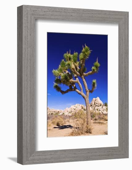 Joshua tree and boulders, Joshua Tree National Park, California, USA-Russ Bishop-Framed Photographic Print