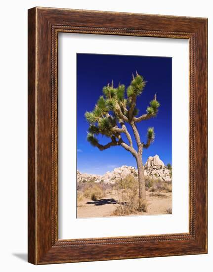 Joshua tree and boulders, Joshua Tree National Park, California, USA-Russ Bishop-Framed Photographic Print