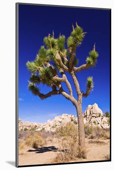 Joshua tree and boulders, Joshua Tree National Park, California, USA-Russ Bishop-Mounted Photographic Print
