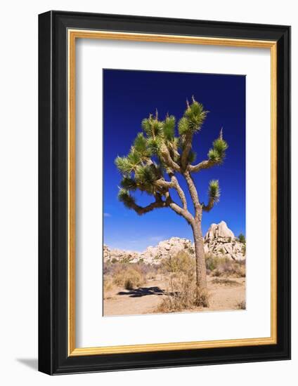 Joshua tree and boulders, Joshua Tree National Park, California, USA-Russ Bishop-Framed Photographic Print