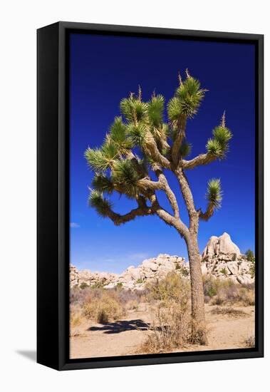 Joshua tree and boulders, Joshua Tree National Park, California, USA-Russ Bishop-Framed Premier Image Canvas