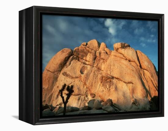 Joshua Tree and Cliffs-Kevin Schafer-Framed Premier Image Canvas