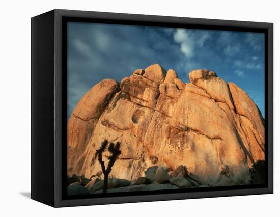 Joshua Tree and Cliffs-Kevin Schafer-Framed Premier Image Canvas