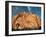Joshua Tree and Cliffs-Kevin Schafer-Framed Premium Photographic Print