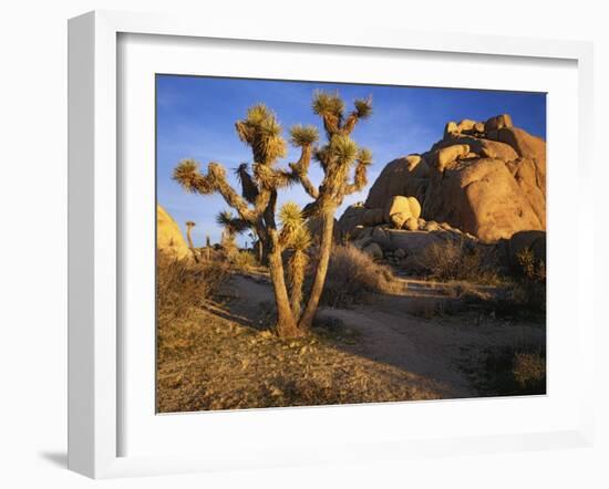 Joshua Tree and Granite, Joshua Tree National Park, California, USA-Charles Gurche-Framed Photographic Print