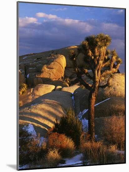 Joshua Tree and Granite, Joshua Tree National Park, California, USA-Charles Gurche-Mounted Photographic Print