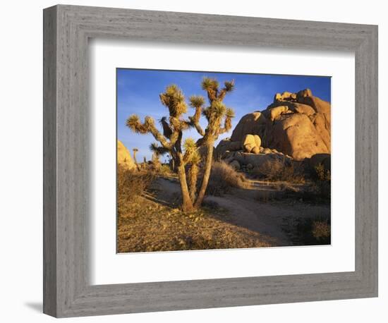 Joshua Tree and Granite, Joshua Tree National Park, California, USA-Charles Gurche-Framed Photographic Print