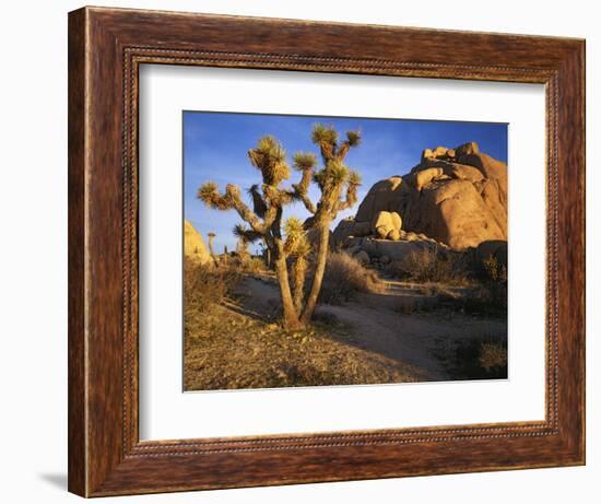 Joshua Tree and Granite, Joshua Tree National Park, California, USA-Charles Gurche-Framed Photographic Print