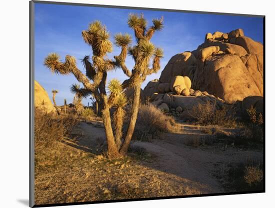 Joshua Tree and Granite, Joshua Tree National Park, California, USA-Charles Gurche-Mounted Photographic Print