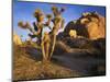 Joshua Tree and Granite, Joshua Tree National Park, California, USA-Charles Gurche-Mounted Photographic Print