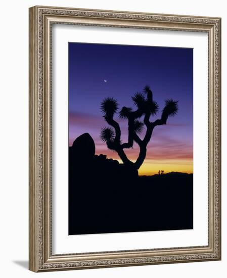 Joshua Tree and Moon, Joshua Tree National Park, California, USA-Jerry Ginsberg-Framed Photographic Print