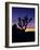 Joshua Tree and Moon, Joshua Tree National Park, California, USA-Jerry Ginsberg-Framed Photographic Print