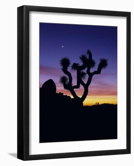 Joshua Tree and Moon, Joshua Tree National Park, California, USA-Jerry Ginsberg-Framed Photographic Print