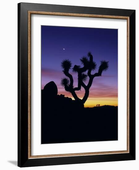 Joshua Tree and Moon, Joshua Tree National Park, California, USA-Jerry Ginsberg-Framed Photographic Print