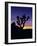 Joshua Tree and Moon, Joshua Tree National Park, California, USA-Jerry Ginsberg-Framed Photographic Print