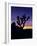 Joshua Tree and Moon, Joshua Tree National Park, California, USA-Jerry Ginsberg-Framed Photographic Print