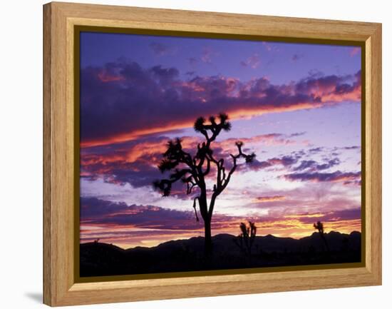 Joshua Tree at Sunset, California, USA-Gavriel Jecan-Framed Premier Image Canvas