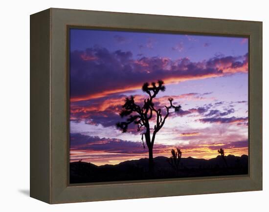 Joshua Tree at Sunset, California, USA-Gavriel Jecan-Framed Premier Image Canvas