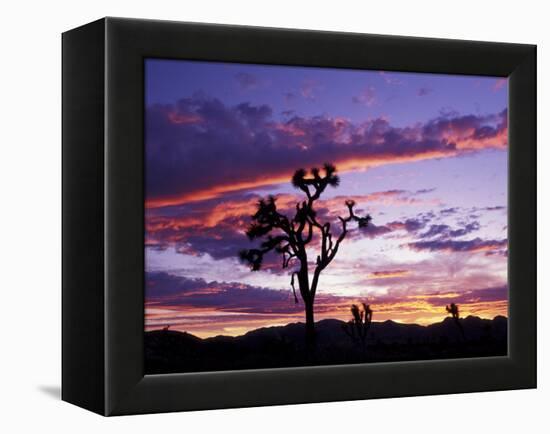 Joshua Tree at Sunset, California, USA-Gavriel Jecan-Framed Premier Image Canvas