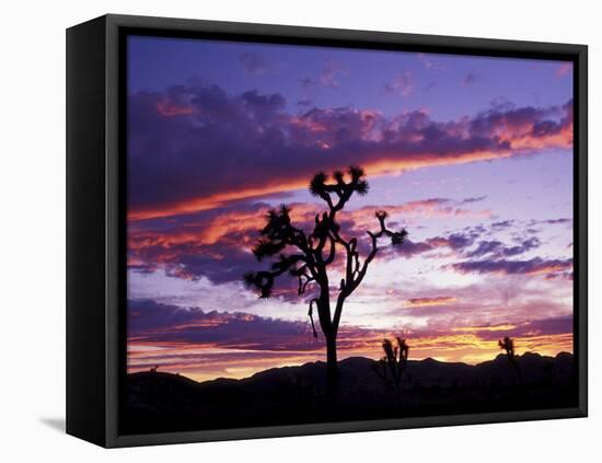 Joshua Tree at Sunset, California, USA-Gavriel Jecan-Framed Premier Image Canvas